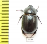 Pentodon sp.  Morocco - INSECTS-STORE.RU