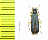 Ischnomera abdominalis  Russia, Far East - INSECTS-STORE.RU