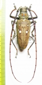 Batocera rubus immaculipennis  Malaysia - INSECTS-STORE.RU
