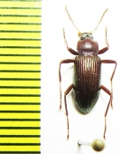 Tenebrionidae sp.  Malaysia - INSECTS-STORE.RU