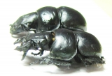 Lethrus elephas, pair  Greece - INSECTS-STORE.RU