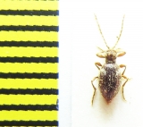 Ptinidae, Ptinus bicinctus  Belorussia - INSECTS-STORE.RU