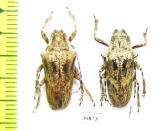 Cerambycidae sp.  Argentina - INSECTS-STORE.RU