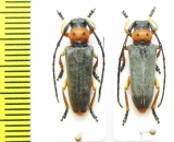 Phytoecia affinis  Russia, Volgograd reg. - INSECTS-STORE.RU