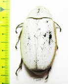 Melolonthinae sp.  Malaysia, Borneo - INSECTS-STORE.RU