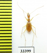 Aphaenops jeanneli  France - INSECTS-STORE.RU