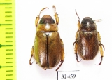 Rutelinae sp.  South Africa Rep. - INSECTS-STORE.RU