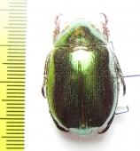 Anoplognathus aeneus  Australia - INSECTS-STORE.RU