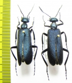 Cyaneolytta sp., pair  Namibia - INSECTS-STORE.RU
