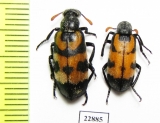 Meloidae sp.  South Africa Rep. - INSECTS-STORE.RU