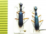 Neocollyris sp.  Nepal - INSECTS-STORE.RU