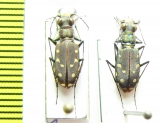 Cicindela sedecimpunctata, pair  USA - INSECTS-STORE.RU