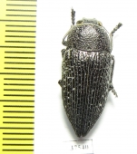 Lampetis persica  Iran, Sistan prov. - INSECTS-STORE.RU