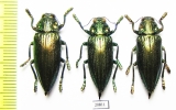 Buprestidae sp.  Indonesia, Ceram isl. - INSECTS-STORE.RU