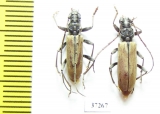 Cerambycidae sp., pair  South Africa Rep. - INSECTS-STORE.RU