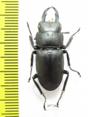 Macrodorcas recta  Russia, Far East - INSECTS-STORE.RU