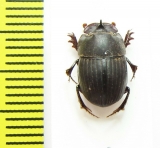 Copris sinon  Senegal - INSECTS-STORE.RU