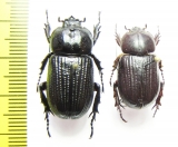 Phileurini sp.  Ecuador/Bolivia - INSECTS-STORE.RU