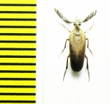 Ripiphoridae sp.  Peru - INSECTS-STORE.RU