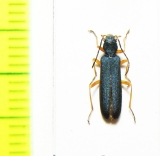 Ischnomera abdominalis  Russia, Far East - INSECTS-STORE.RU