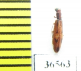 Mycteridae sp.  Peru - INSECTS-STORE.RU