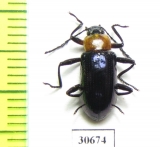 Tenebrionidae sp.  Indonesia, Papua - INSECTS-STORE.RU