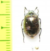 Tenebrionidae sp.  Malaysia - INSECTS-STORE.RU