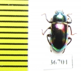 Tenebrionidae sp.  Malaysia, Borneo - INSECTS-STORE.RU