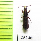 Brentidae sp.  Malaysia, Borneo - INSECTS-STORE.RU