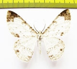 Geometridae sp.  Nepal - INSECTS-STORE.RU