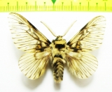 Lasiocampidae sp.  Bolivia - INSECTS-STORE.RU