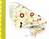 Parnassius actius merzbacheri  Kazakhstan - INSECTS-STORE.RU
