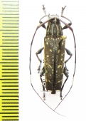 Cerambycidae sp.  Peru - INSECTS-STORE.RU