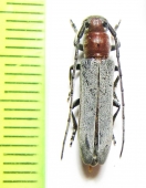 Mecas obereoides  Mexico - INSECTS-STORE.RU