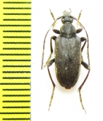 Pachytodes longipes  Russia, Tuva reg. - INSECTS-STORE.RU