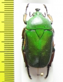 Trigonophorus politus  China, Sichuan prov. - INSECTS-STORE.RU