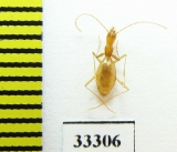 Aphaenops hustachei  France - INSECTS-STORE.RU