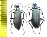 Cyaneolytta sp., pair  Zimbabwe - INSECTS-STORE.RU