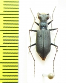 Cylindera nox  Tajikistan - INSECTS-STORE.RU
