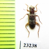 Cleridae sp. Laos - INSECTS-STORE.RU