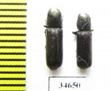 Bostrichidae sp.  South Africa Rep. - INSECTS-STORE.RU