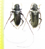 Cerambycidae sp., pair  South Africa Rep. - INSECTS-STORE.RU