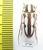 Prosopocera sp.  South Africa Rep. - INSECTS-STORE.RU