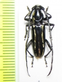 Ptycholaemus troberti  Congo - INSECTS-STORE.RU