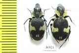 Graphipterus sp.  South Africa Rep. - INSECTS-STORE.RU