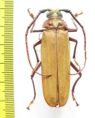 Orthomegas cinnamomeus  Peru - INSECTS-STORE.RU