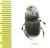 Copris sp.  Ecuador - INSECTS-STORE.RU