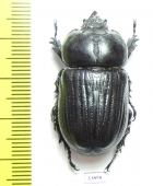 Homophileurus quadrituberculatus  French Guiana - INSECTS-STORE.RU