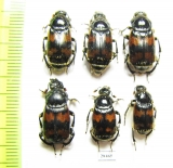 Nicrophorus vespillo  Russia, Tver reg. - INSECTS-STORE.RU