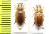 Carabidae sp.  South Africa Rep. - INSECTS-STORE.RU